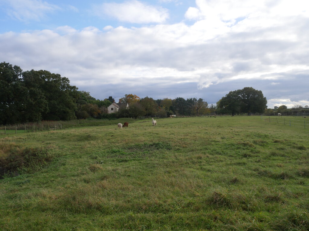 Distant Alpacas David Pashley Geograph Britain And Ireland