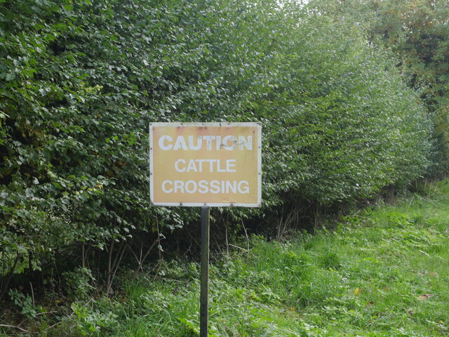 Caution Cattle Crossing Sign David Pashley Cc By Sa 2 0 Geograph