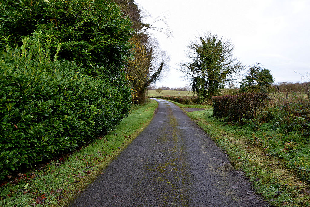 Hedge Along Drumconnelly Road Kenneth Allen Cc By Sa Geograph