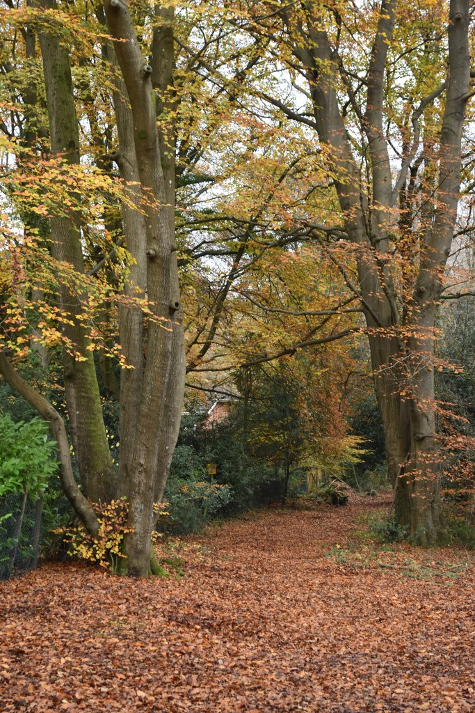 Fallen Leaves On Path North Of Crampmoor David Martin Cc By Sa 2 0