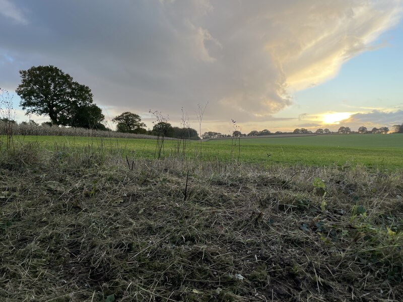 Maize On The Field Margin Mr Ignavy Cc By Sa Geograph Britain