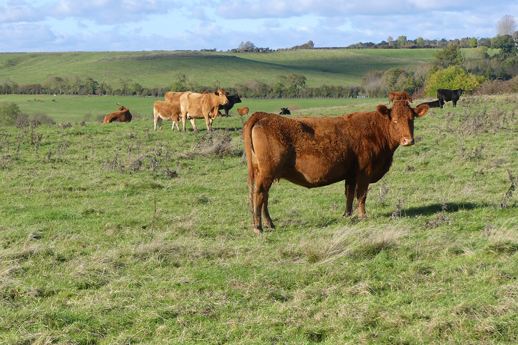 Pasture Rowsham Andrew Smith Cc By Sa 2 0 Geograph Britain And