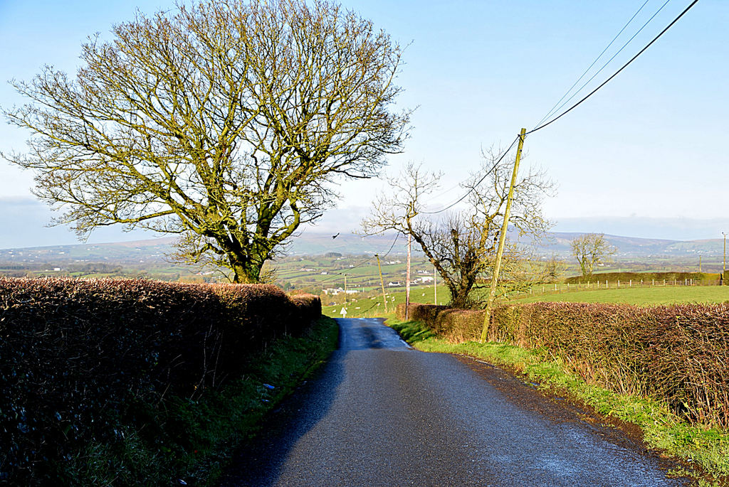 Bare Tree Along Radergan Road Kenneth Allen Cc By Sa 2 0 Geograph