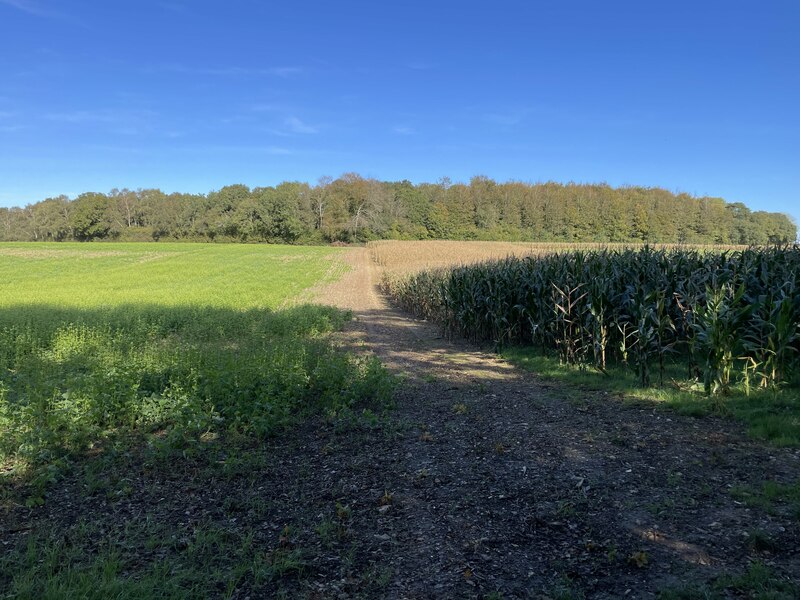 Maize Belt Pardown Copse Mr Ignavy Cc By Sa 2 0 Geograph Britain