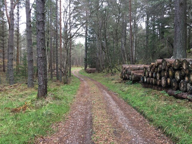 Forestry Road In Culbin Forest Steven Brown Geograph Britain And