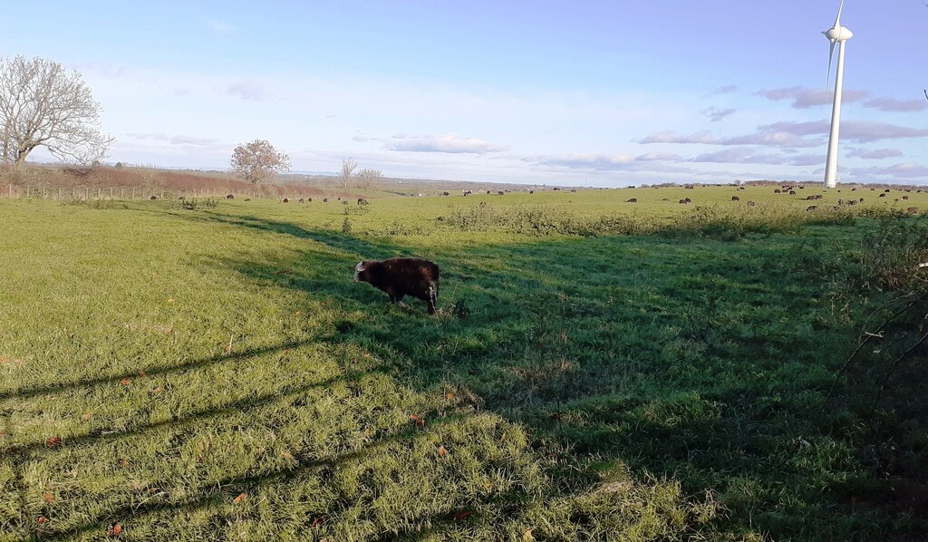 Field With Sheep And Wind Turbine On Roger Templeman Cc By Sa