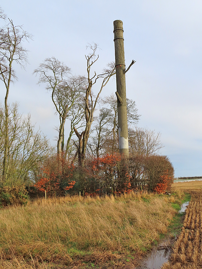 Fake Tree Anne Burgess Geograph Britain And Ireland