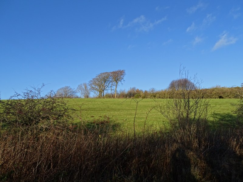 Winter Trees From The Railway Path Robert Graham Cc By Sa 2 0