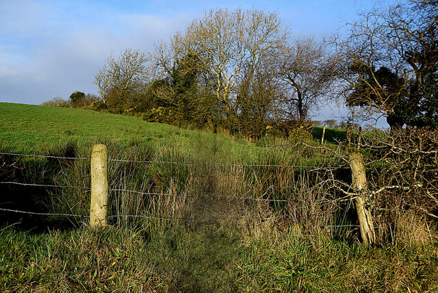 Rushes Laragh Kenneth Allen Cc By Sa 2 0 Geograph Ireland