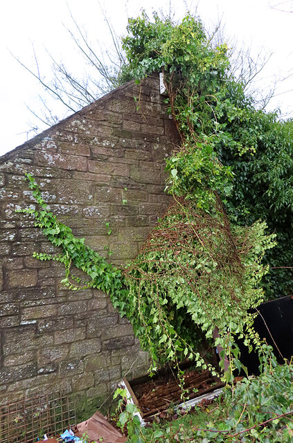 Peeling Ivy Anne Burgess Cc By Sa Geograph Britain And Ireland