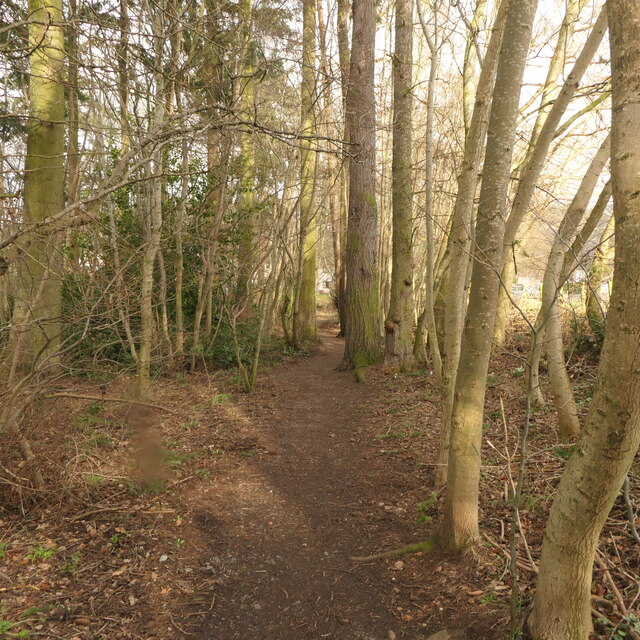 Jubilee Wood Richard Webb Geograph Britain And Ireland