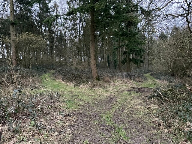 Forest Tracks Lilley S Copse Mr Ignavy Geograph Britain And Ireland