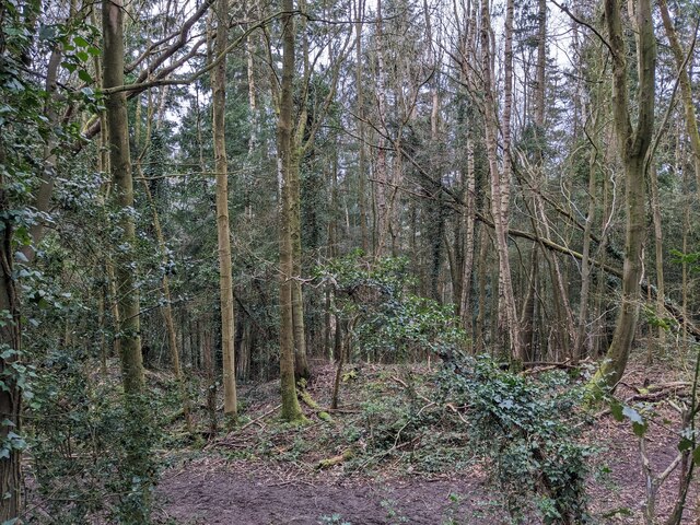 Credenhill Park Wood Fabian Musto Geograph Britain And Ireland