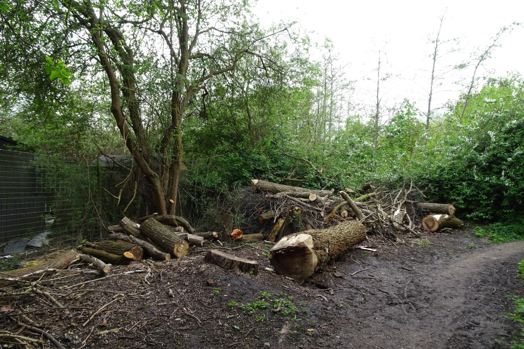 Tree Felling Near St Nicholas Fields Ds Pugh Geograph Britain And