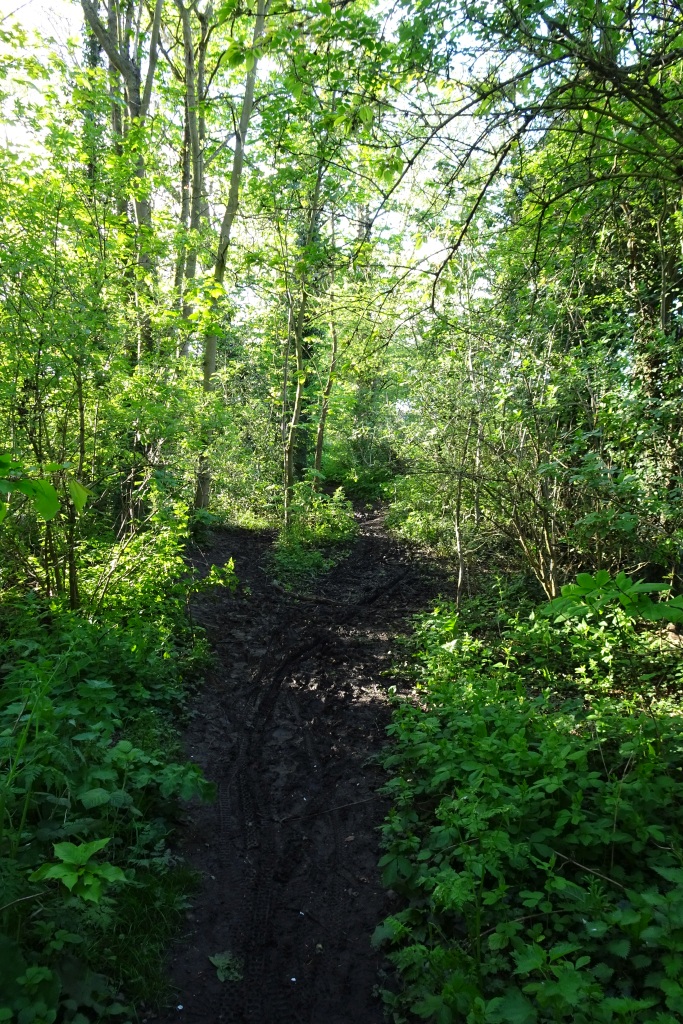 Muddy Path In Windmill Lane Woods Ds Pugh Geograph Britain And Ireland