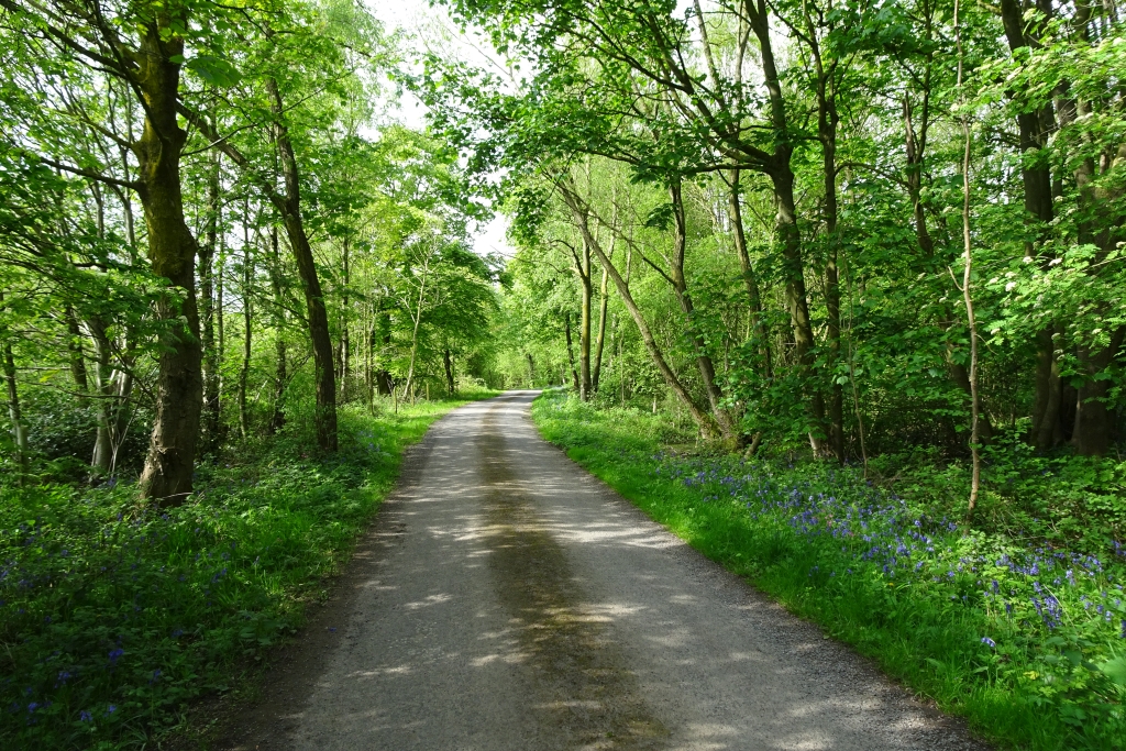 Track In Shepherd S Wood DS Pugh Geograph Britain And Ireland