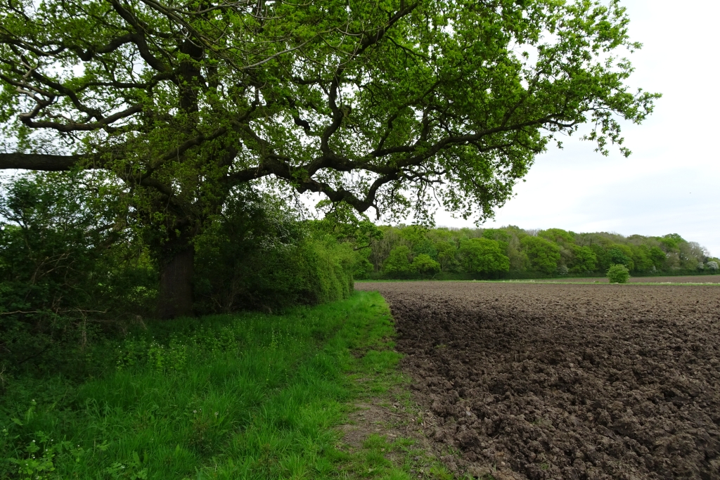 Bridleway Between Long Wood And Sugar Ds Pugh Cc By Sa