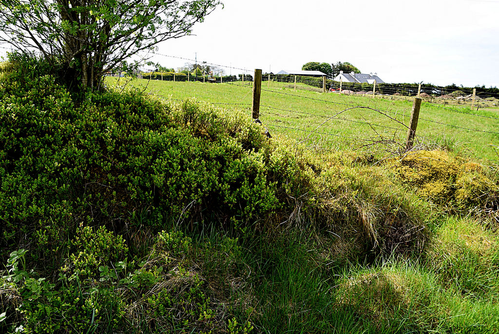 Blaeberries Along Devesky Road Kenneth Allen Cc By Sa 2 0 Geograph