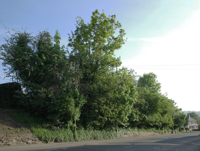 Trees Alongside Huddersfield Road A Habiloid Cc By Sa