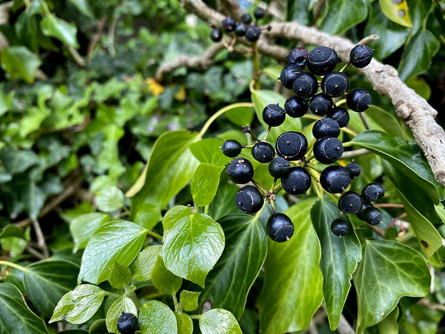 Ivy Berries Rylagh Kenneth Allen Geograph Ireland