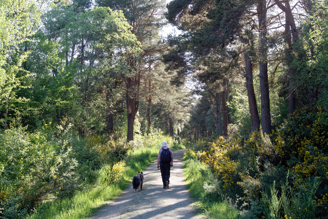 Walking Beside Mullans Wood Julian Paren Cc By Sa Geograph