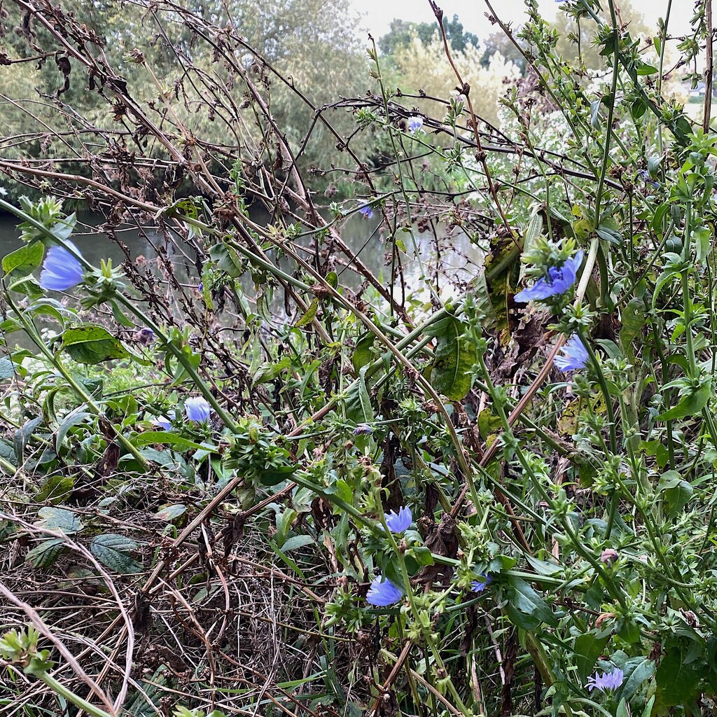 Chicory St Nicholas Park Warwick Robin Stott Cc By Sa