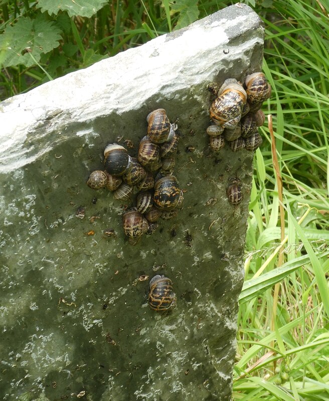 Morwensow Churchyard Snail Central Rob Farrow Cc By Sa