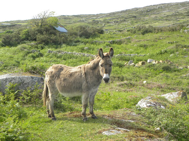 One Of The Local Inhabitants Lettermore Gordon Hatton Geograph