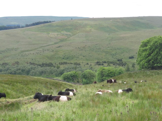 Belted Galloways Above Nethergill Farm Gordon Hatton Geograph