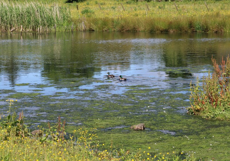 Pond Near Thornton Bill Kasman Cc By Sa Geograph Britain And