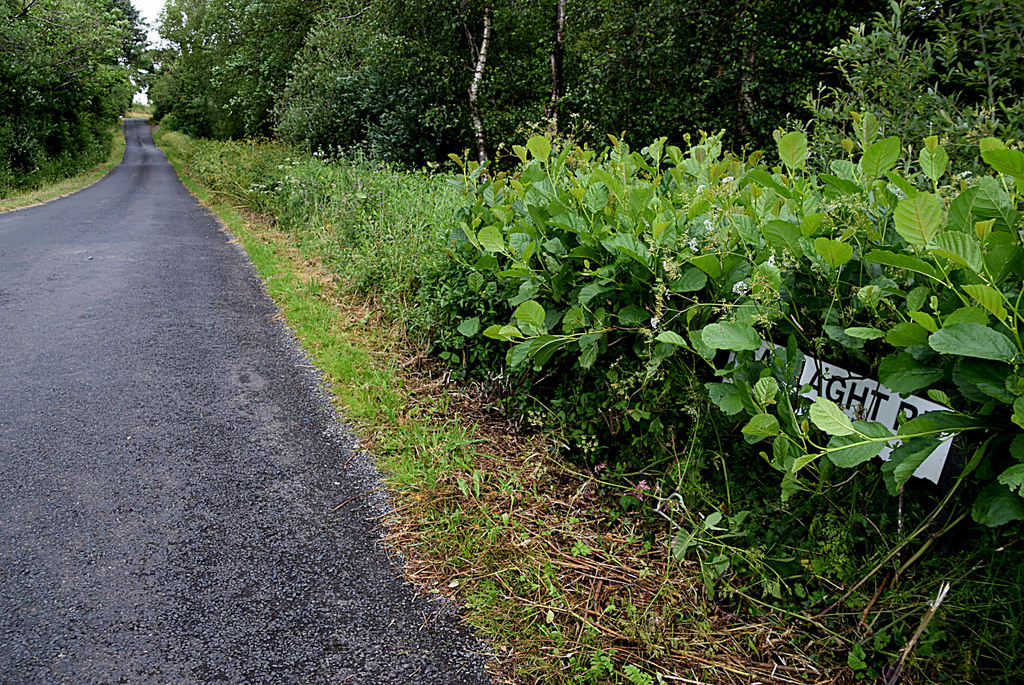 Partly Hidden Road Sign Along Tamlaght Kenneth Allen Cc By Sa 2 0