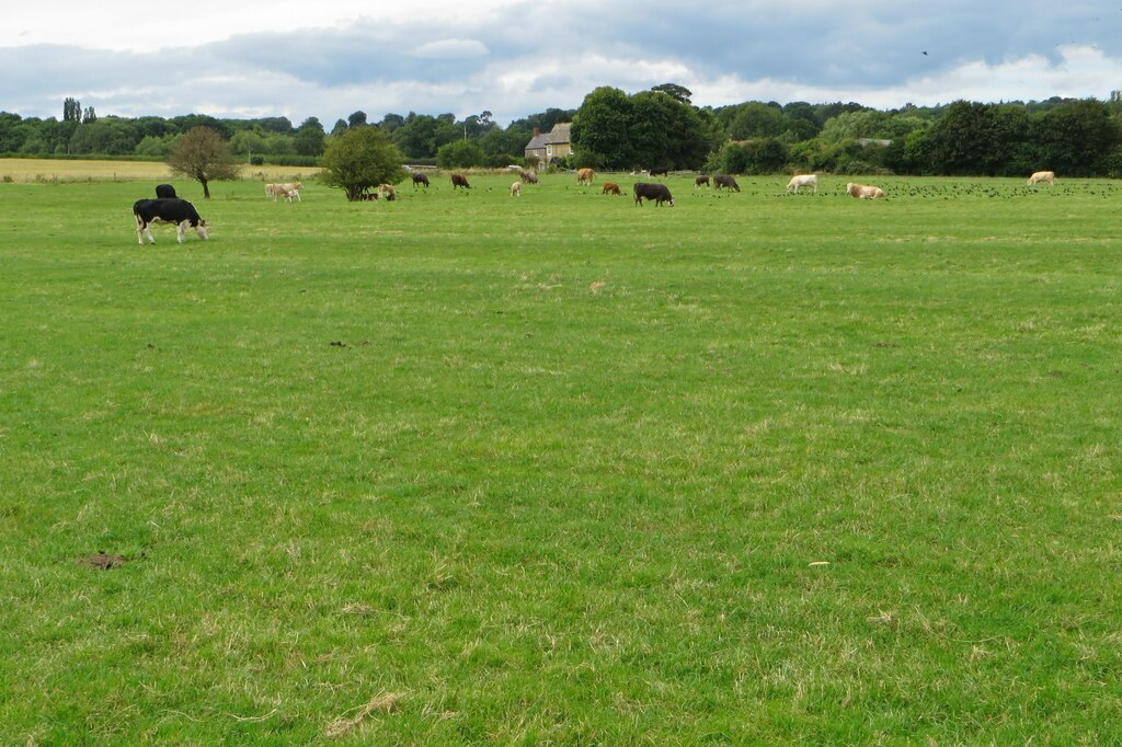 Grazing By The Footpath Philip Jeffrey Cc By Sa Geograph