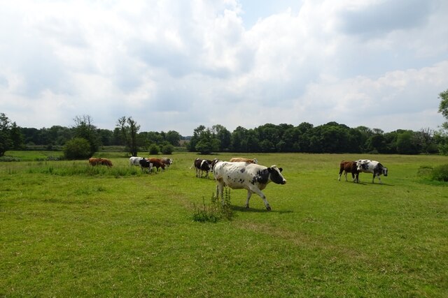 Cattle In Fields Near Pokehill Farm DS Pugh Geograph Britain And