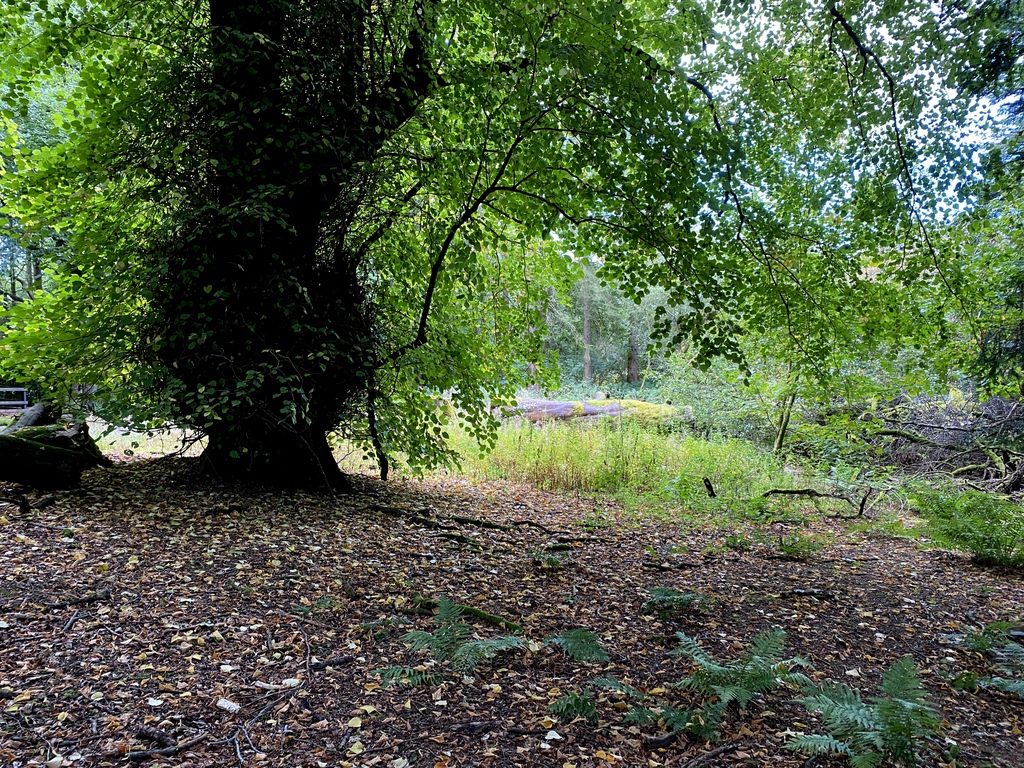 Seskinore Forest Kenneth Allen Cc By Sa 2 0 Geograph Ireland