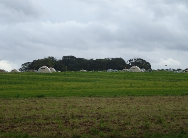 Free Range Pig Farming East Of East Of JThomas Geograph Britain