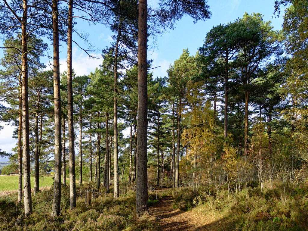 Path Along The Edge Of Glascairn Wood Julian Paren Cc By Sa