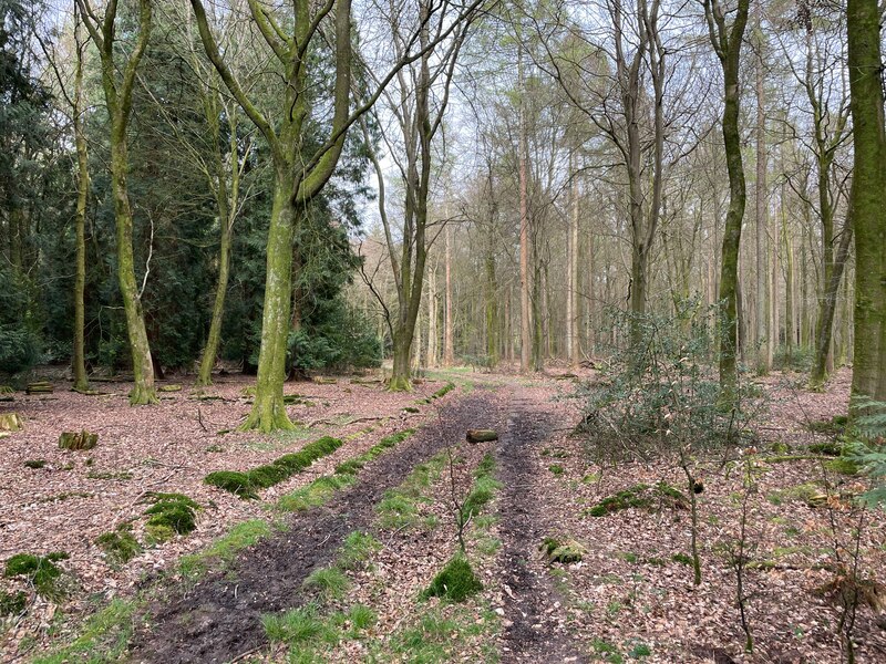 Path Through Bushy Leaze Wood Mr Ignavy Cc By Sa Geograph