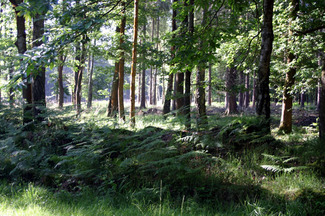 Burley New Inclosure Kevin Danks Geograph Britain And Ireland