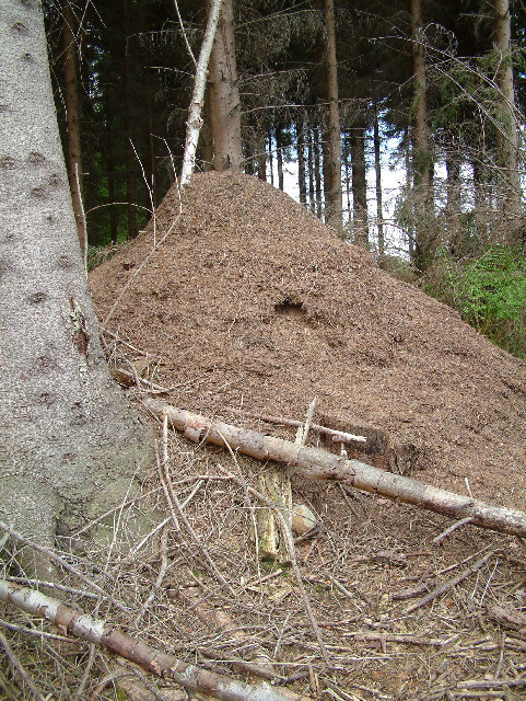 Wood Ants Nest