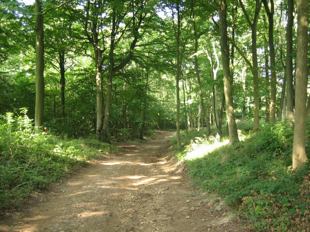 Image result for images of woodland path