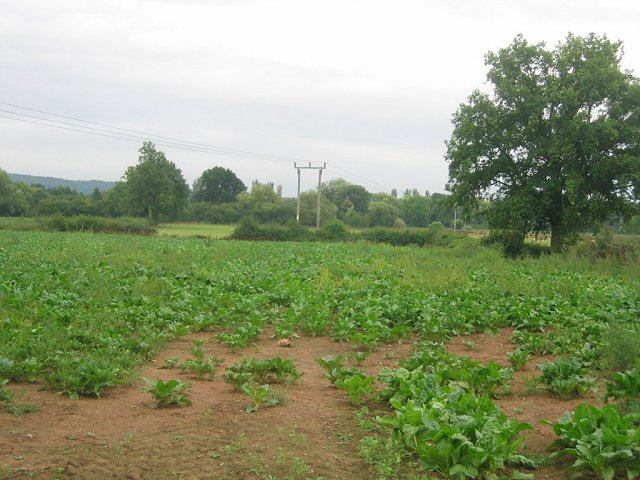 Field Of Turnips