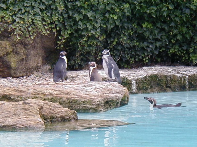 Chessington Zoo