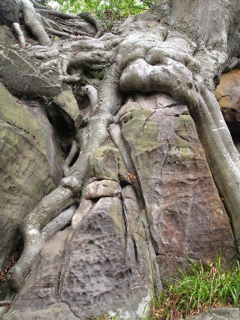Biologically Weathered Rock