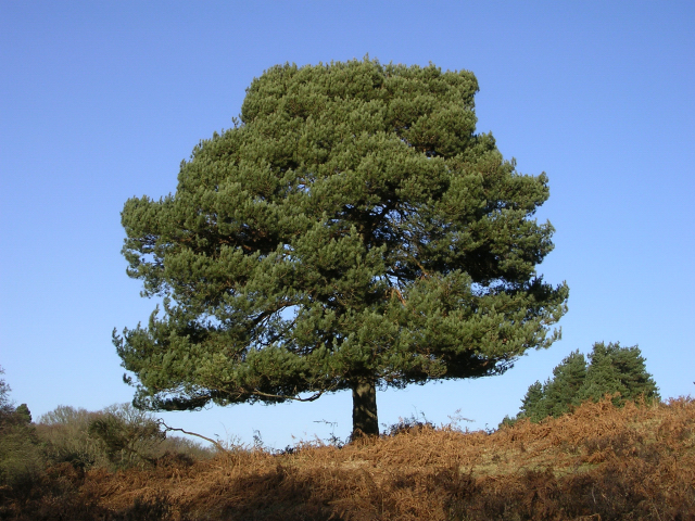 Scots Pine on the western