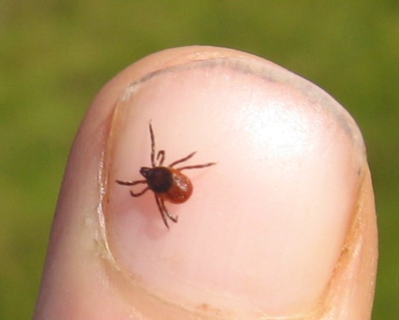 deer-tick-hill-walker-cc-by-sa-2-0-geograph-britain-and-ireland