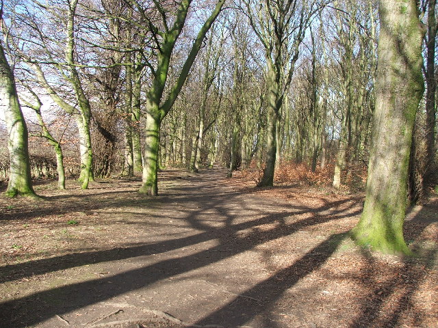 Woods In Farnley Park © Steve Partridge Cc-by-sa 2.0 :: Geograph 