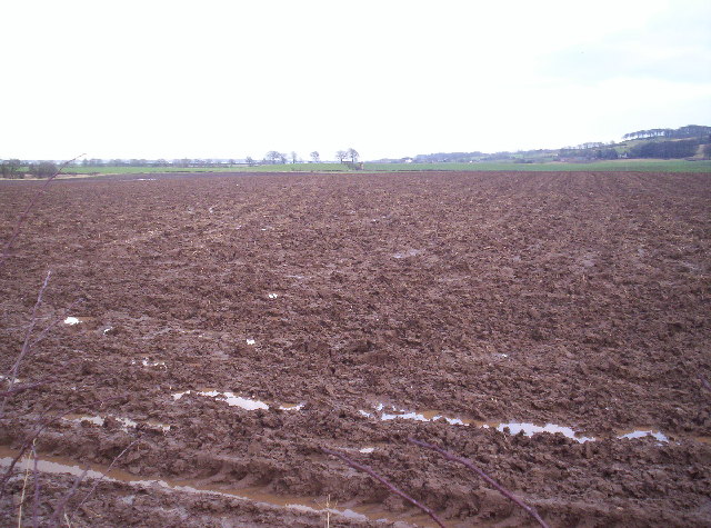 Wet Field