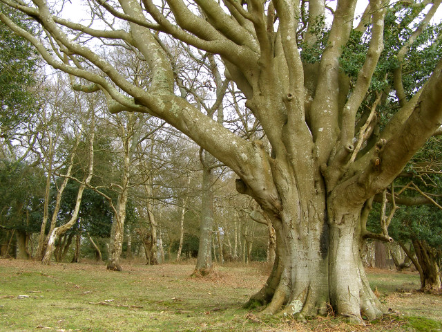 Ashurst Wood