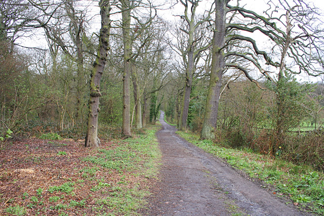 Swithland Woods