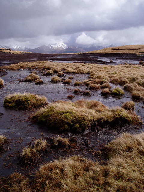 black bog